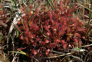 Drosera rotundifolia x intermedia = D. x belezeana