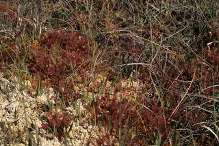 Drosera rotundifolia x intermedia = D. x belezeana