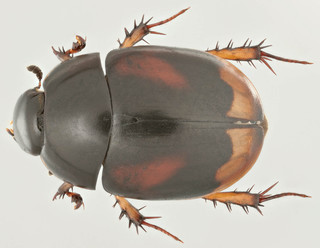 Sphaeridium scarabaeoides