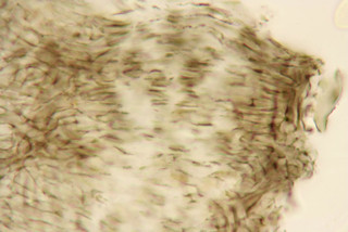 Phyllachora dactylidis