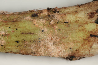 Cladosporium (unidentified)