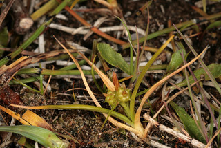 Carex viridula ssp viridula