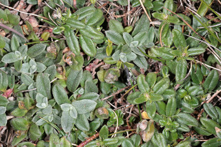 Helianthemum oelandicum ssp incanum