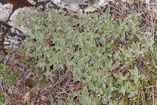 Helianthemum oelandicum ssp incanum