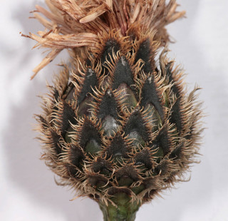 Centaurea scabiosa var succisiifolia