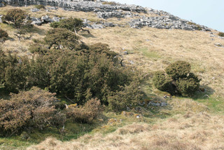 Juniperus communis ssp communis