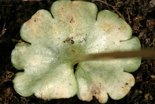 Entyloma chrysosplenii