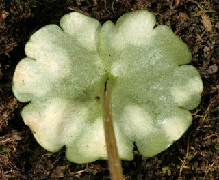 Entyloma chrysosplenii