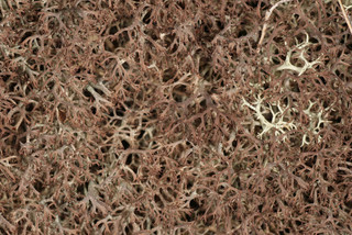 Cladonia ciliata var ciliata