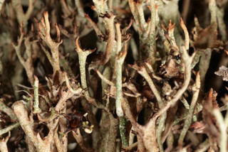 Cladonia crispata var cetrariiformis