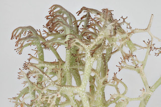 Cladonia ciliata var ciliata