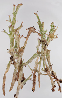 Cladonia crispata var cetrariiformis