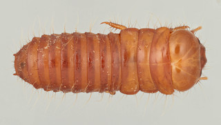 Dascillus cervinus