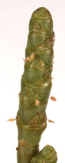 Sarcocornia perennis