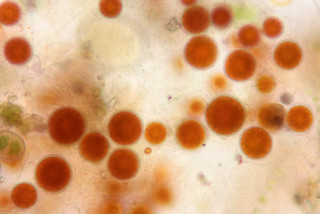 Haematococcus pluvialis