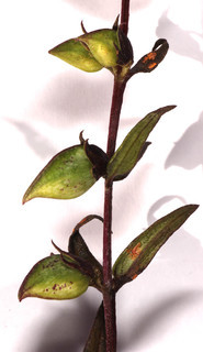 Melampyrum pratense ssp pratense