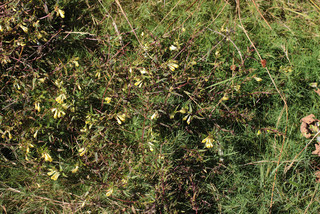 Melampyrum pratense ssp pratense