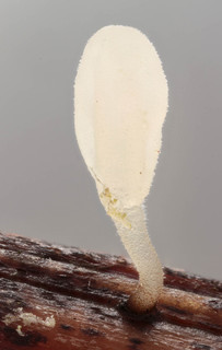 Typhula quisquiliaris