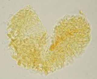 Protocrea farinosa
