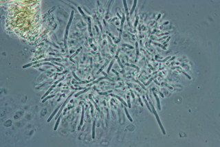 Protocrea farinosa