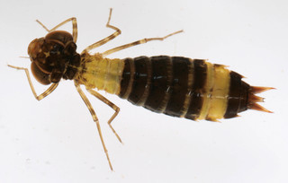 Anisoptera (unidentified larvae)