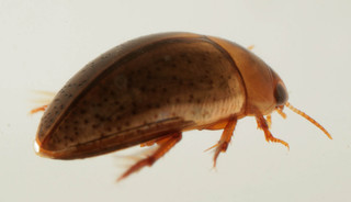 Noteridae - Burrowing water beetles -- Discover Life