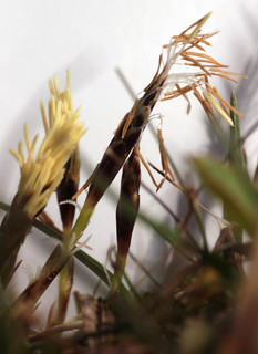 Carex humilis