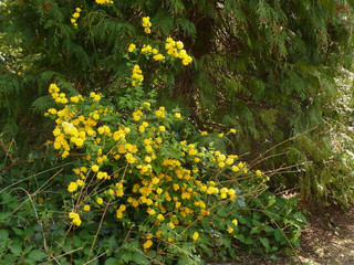 Kerria japonica flore pleno