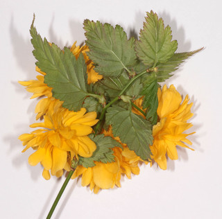 Kerria japonica flore pleno
