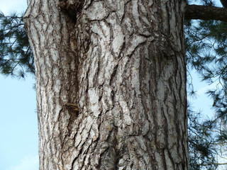 Pinus nigra ssp laricio
