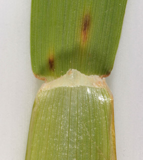 Alopecurus pratensis