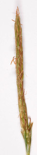 Carex sylvatica