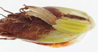 Schoenoplectus lacustris