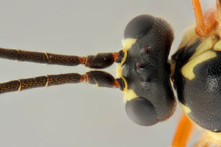 Syrphoctonus tarsatorius