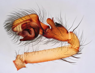 Amaurobius similis