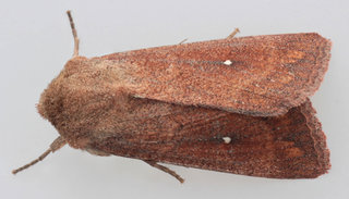 Mythimna albipuncta