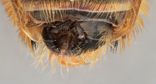 Helophilus hybridus