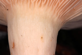 Lactarius torminosus