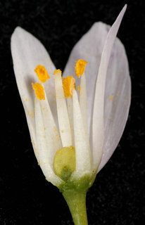 Allium roseum var bulbiferum