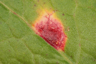 Puccinia phragmitis