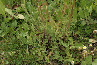 Crepis vesicaria ssp taraxacifolia