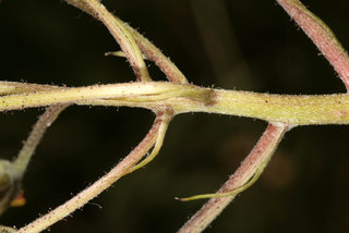 Crepis vesicaria ssp taraxacifolia