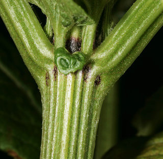 Sambucus ebulus