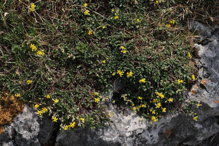 Helianthemum oelandicum ssp piloselloides