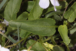 Viola canina x persicifolia = V. x ritschliana