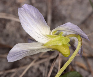Viola canina x persicifolia = V. x ritschliana
