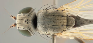 Chamaemyia flavipalpis