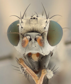 Chamaemyia flavipalpis