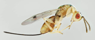 Bootanomyia dorsalis