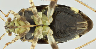 Liocoris tripustulatus